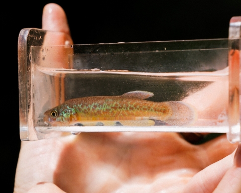 Viewing box held in hand with colorful fish inside