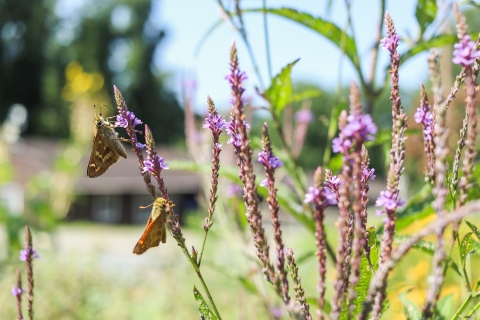 Two butterflies on purple flowers with a building in the background