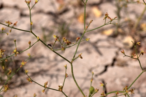 Image of the branches of a Visher's Buckwheat plant with a small winged insect on one of the branches