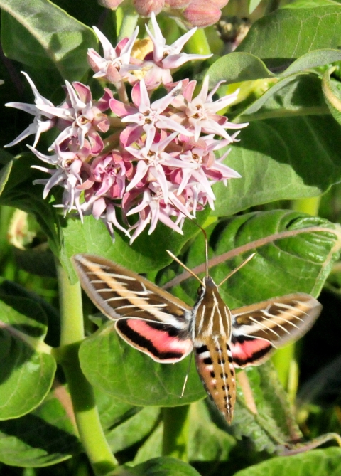 A white-lined sphinx moth sips nectar from a showy milkweed flower