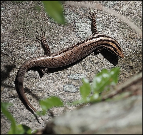 a brown skink on a rock