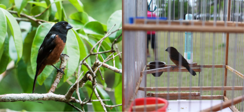 Two photos: On the left a, a black songbird with a brown belly perches on a branch. On the right: the same kind of songbird perches inside a cage.