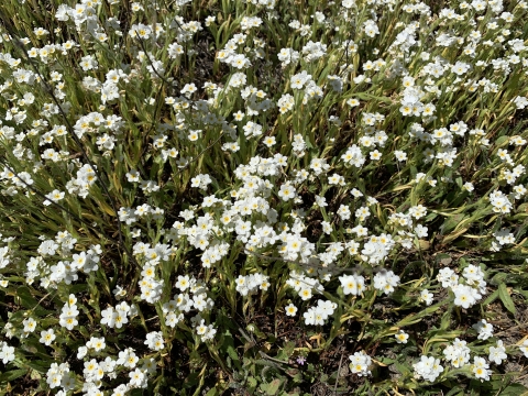 A cluster of white popcorn-looking flowers, appearing almost like a bush of flowers.