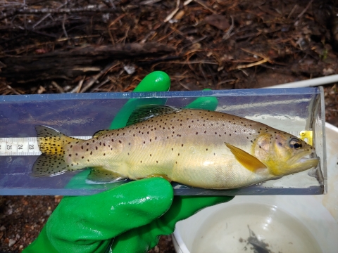 A fish in a plastic container with a ruler, held by a gloved hand