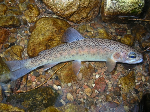 A blue and golden fish with small, dark spots swims in clear, rocky waters. 