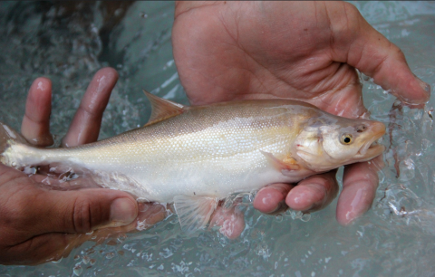 A person lifting a fish just out of water