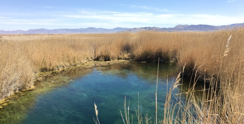 A clear spring surrounded by tall grass