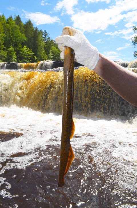 A long eel like fish held by the neck is about a foot long with mottled dark brown and black coloration. It has two separated dorsal fins on their back and suction disk mouth. Held by a gloved hand in front of a waterfall.