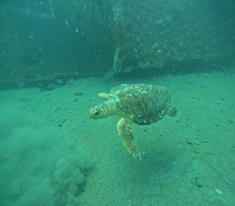 a sea turtle swimming underwater above a sandy ocean floor