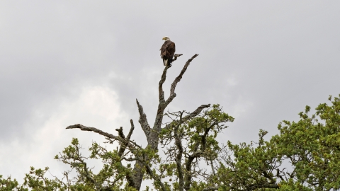 Bald eagle sitting on an oak tree in Texas