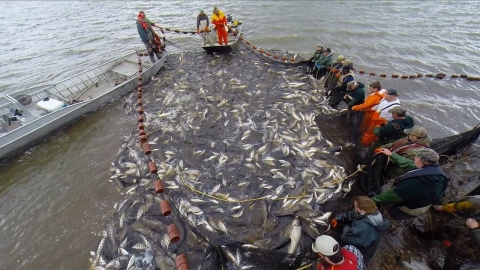 Hundreds of invasive carp captured in a large net held by partners