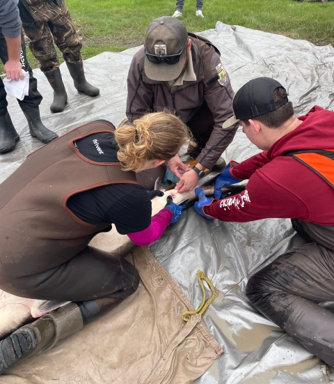 A group of biologists carefully handle a lake sturgeon that is ready to spawn.