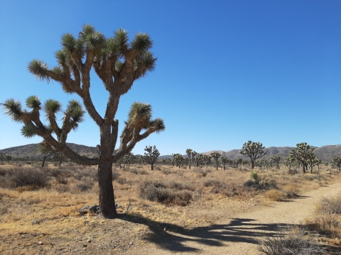 Unburned Joshua tree habitat. 