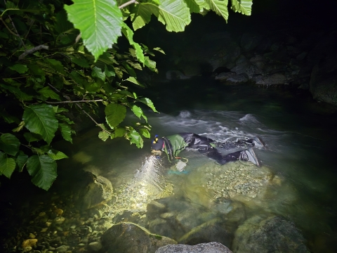 A scientist wearing a wetsuit floats on the surface while surveying the river for fish with a flashlight during the night