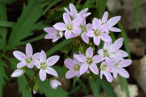 Eastern spring beauty in bloom