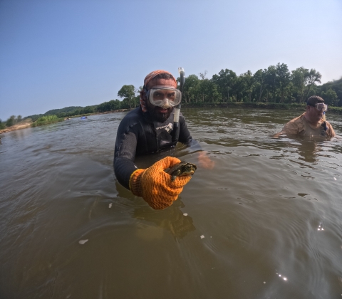 A man in a wetsuit standing in a river holds a small turtle in his hand.