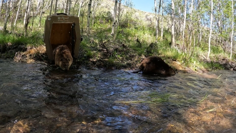 A stream is seen in the fore ground, and white trees and green grass are in the background. A beaver is seen exiting a dog kennel and another beaver is above the water on the far bank.