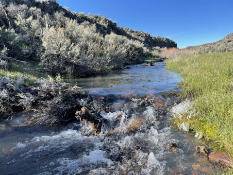 A close up of a stream is seen with rocks and logs sticking out. sagebrush is seen on the left side of the frame and green grass on the right side of hte frame.