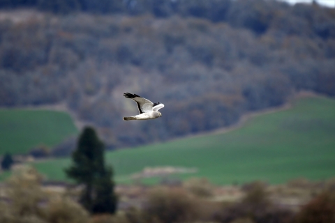 Large white bird in flight