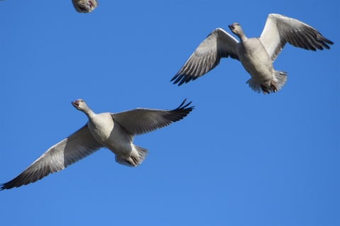 Large white birds in flight