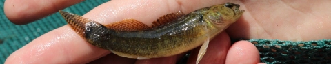 A biologist holds a barrens darter.