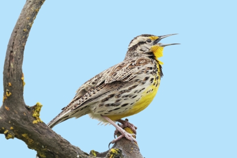 Perching bird with yellow and gray body singing