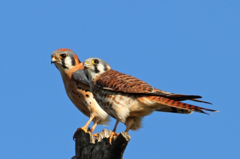 Two raptors perched on a snag. Both birds have black eye stripes down the face.