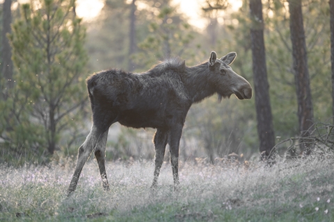 A moose stands in a forest glowing in yellow sunlight 