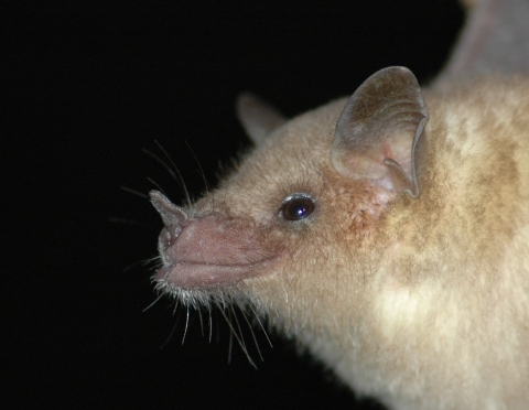 a close up of a bat face showing a prominent leaf shape at the snout