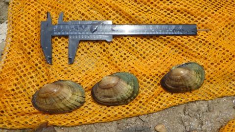 Three tan and brown vertically striated mussel shells sit on a bright orange net with a measuring tool placed above, indicating their size.