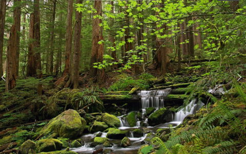 Wilderness
