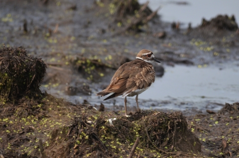 brown shorebird standing on exposed mudflat with wetland in background
