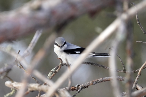 Grey and white bird with black mask over eyes perching on a tree branch and looking directly at the camera. 