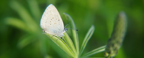 Fender's blue butterfly female sits on a Kincaid's lupine leaf