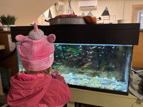 A child in a pink coat and hat admires the salmon tank