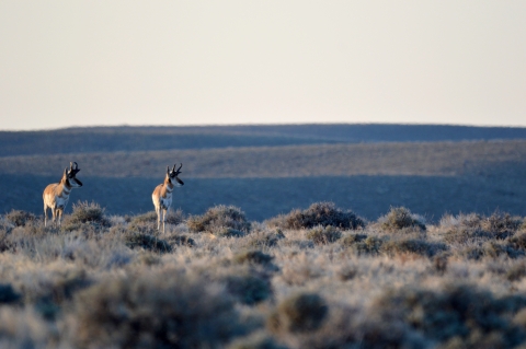 Two pronghorn stand next two each other in a field of sagebrush.