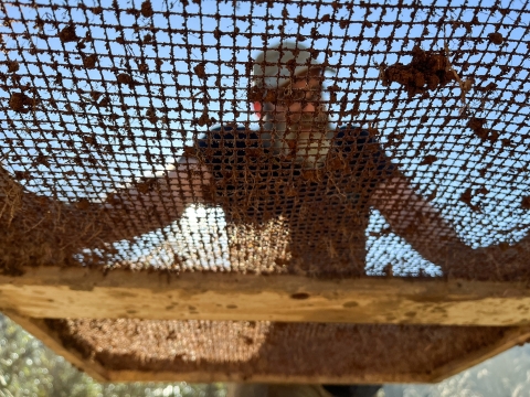 Man standing over a large sieve, his hands resting on the sieve frame