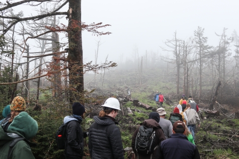 Line of people walking up a trail through a foggy, denuded forest