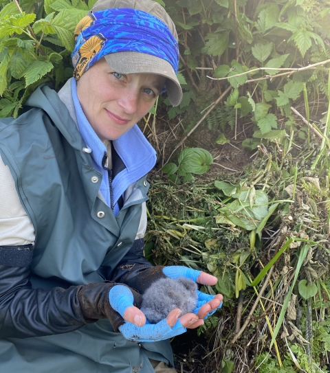 Biologist, B Drummond, holds a storm-petrel chick in gloved hands. The chick is a fluffy down ball of grey feathers.