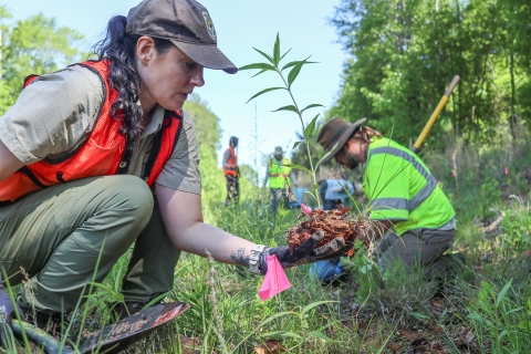 Woman in low brush, holding a plant and its root ball, with others in the background