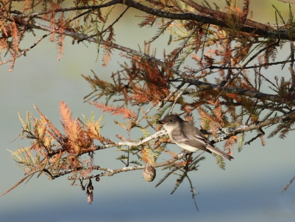 An image of a bird eating a bug while perched in a tree.