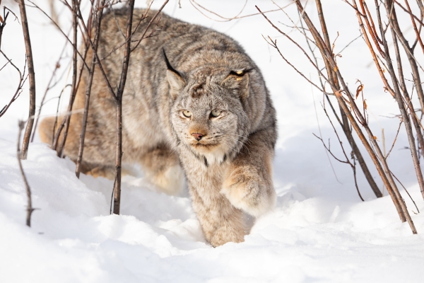a lynx walks warily through the snow between willow shrubs