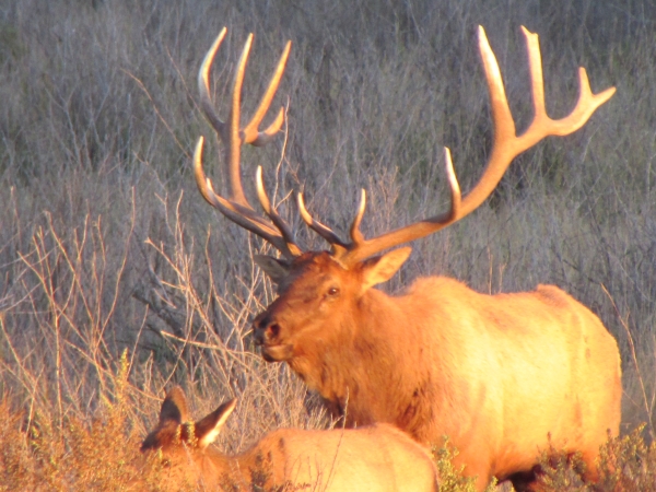 Bull elk walking through brush
