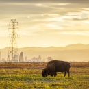 A brown bison grazes in the foreground with Denver and the Rocky Mountains rising in the background