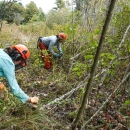 Two people, both wearing helmets, are bent over along the edge of a stand of small trees
