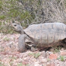 Mojave Desert Tortoise