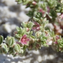 Green plant with pink flower