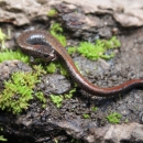 a brown slender salamander on mossy rocks and mud