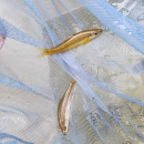 2 adult Cape Fear shiners in net