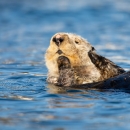 Sea Otter at Kodiak National Wildlife Refuge
